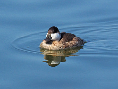 PC181526 - Male Ruddy.jpg