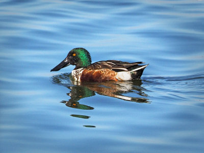 PC181531 - Male Northern Shoveler.jpg