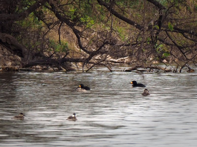 PC181556 - Black Scoters.jpg