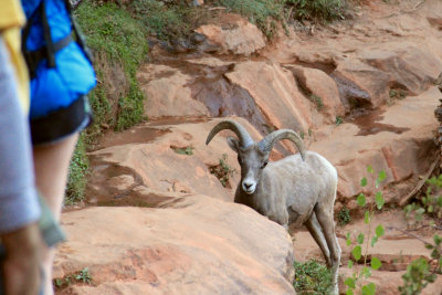 Desert bighorn sheep on a trail at Zion NP