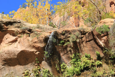IMG_1078.jpg Zion NP waterfalls