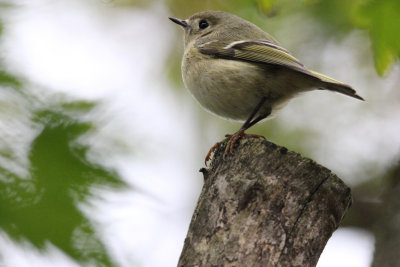 Ruby-crowned Kinglet