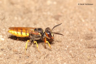 Philanthus triangulum - Bijenwolf 5.JPG