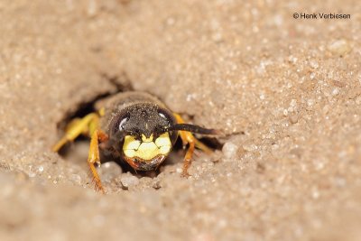 Hymenoptera - Wasps