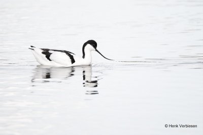 Recurvirostra avosetta - Kluut 8.JPG