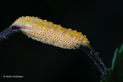 Puccinia urticata -  Brandnetel-Zeggeroest.JPG