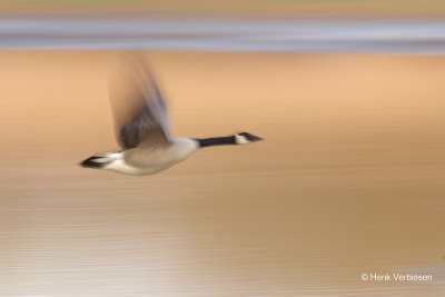 Branta canadensis - Grote Canadese Gans 2.JPG