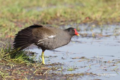 Rallidae - Rallen