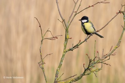 Parus major - Koolmees 1.JPG