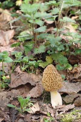 Morchella esculenta - Gewone Morielje 1.JPG