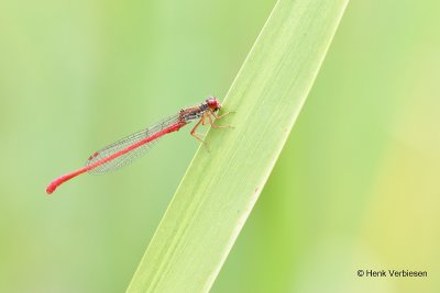 Ceriagrion tenellum - Koraaljuffer 1.JPG
