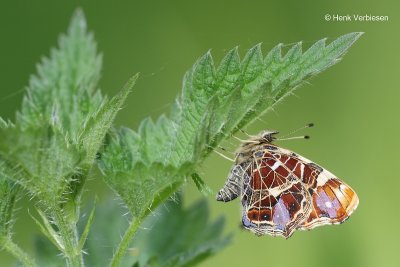 Araschnia levana - Landkaartje 4.JPG