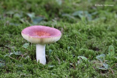 Russula betularum - Roze Berkenrussula.JPG