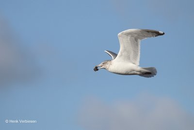 g10/20/1153920/3/166998114.8K8r0gph.jpg
