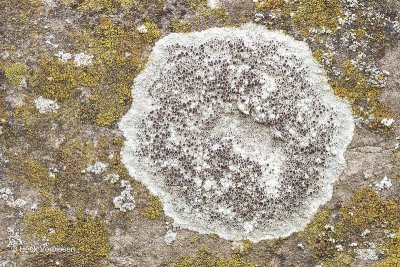 Lecanora campestris - Kastanjebruine Schotelkorst 5.JPG