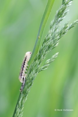 Apamea scolopacina - Bosgrasuil 1.JPG