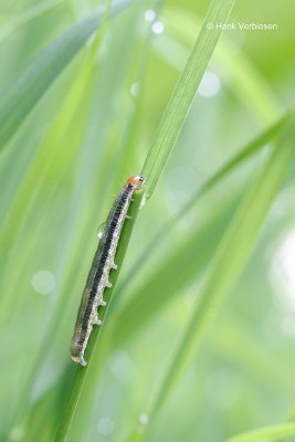 Apamea scolopacina - Bosgrasuil 2.JPG