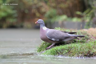 Columbidae - Duiven