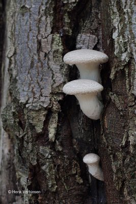 Pleurotus dryinus - Schubbige Oesterzwam 1.JPG