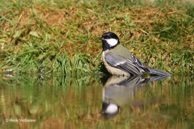 Parus major - Koolmees 4.JPG