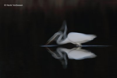 Ardea alba - Grote Zilverreiger 3.JPG
