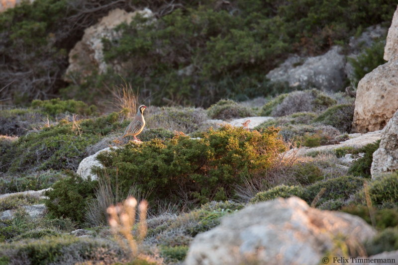 Chukar Patridge