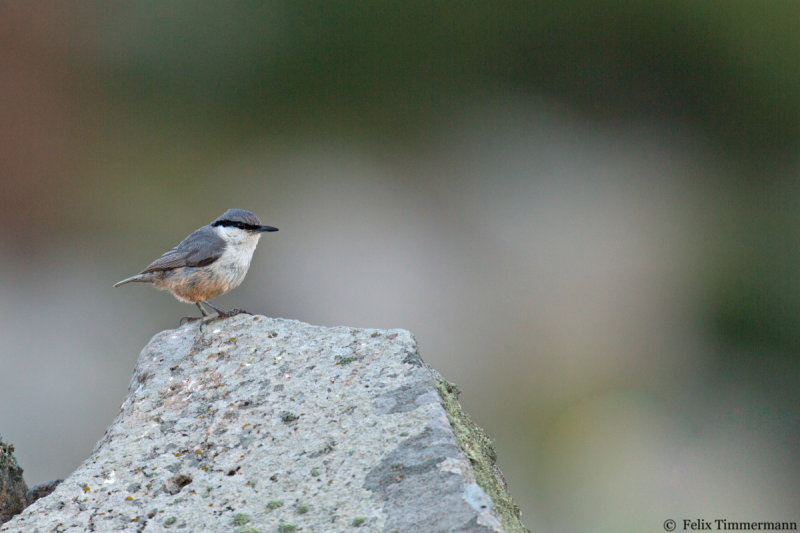 Rock Nuthatch