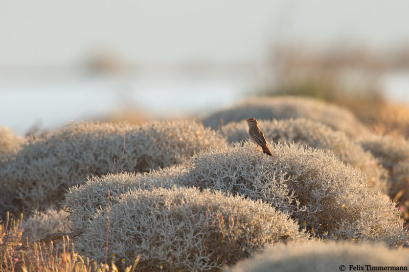 Eastern Rufous-tailed Scrub Robin