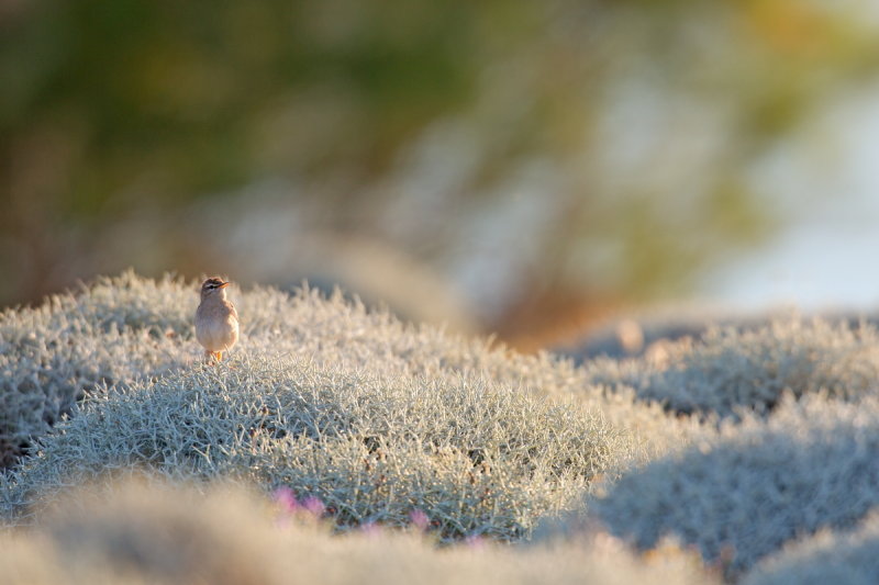 Eastern Rufous-tailed Scrub Robin