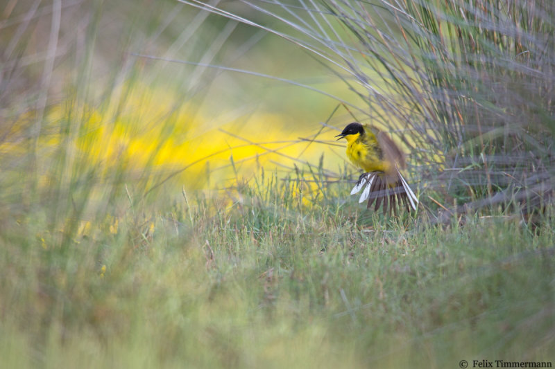 Black-headed Wagtail