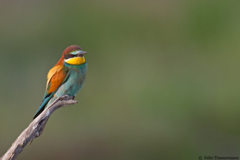 Beeeater