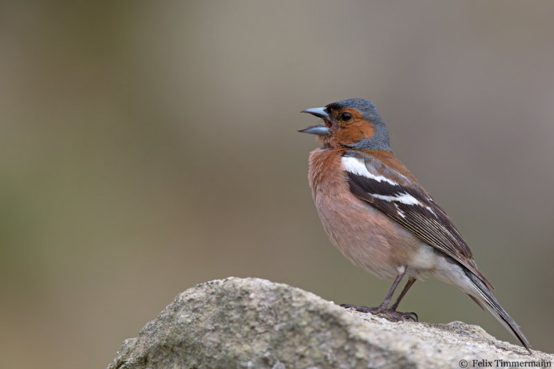 Chaffinch