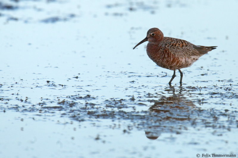 Curlew Sandpiper