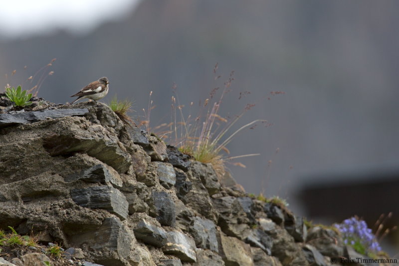 White-winged Snowfinch