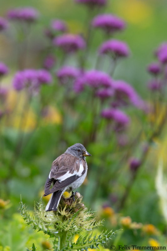 White-winged Snowfinch