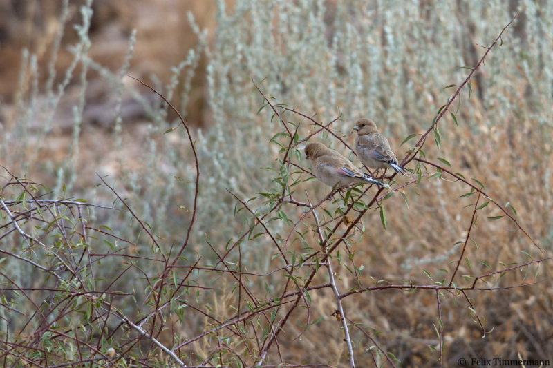 Desert Finch