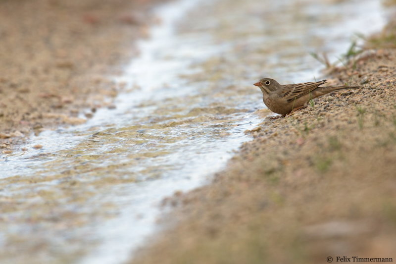 Grey-necked Bunting