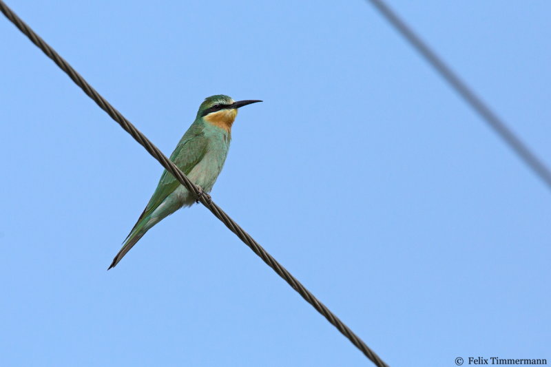 Blue-cheeked Bee-Eater