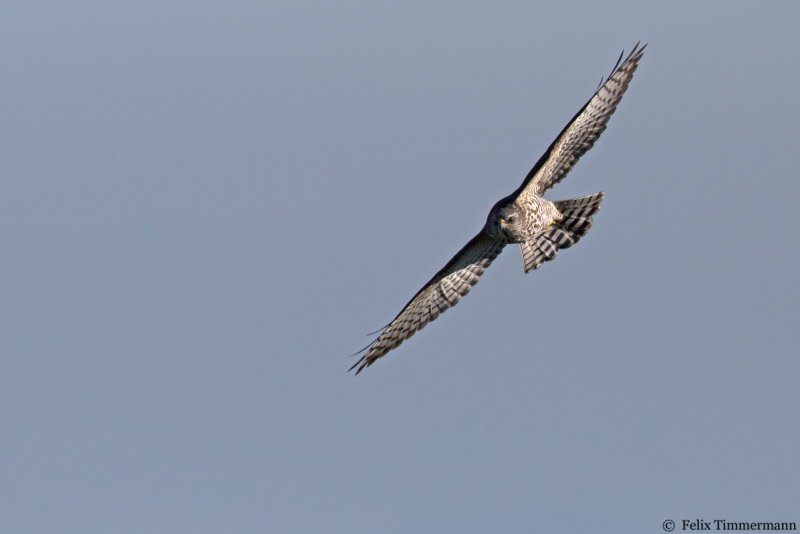 Levant Sparrowhawk