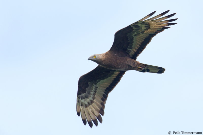 Honey Buzzard