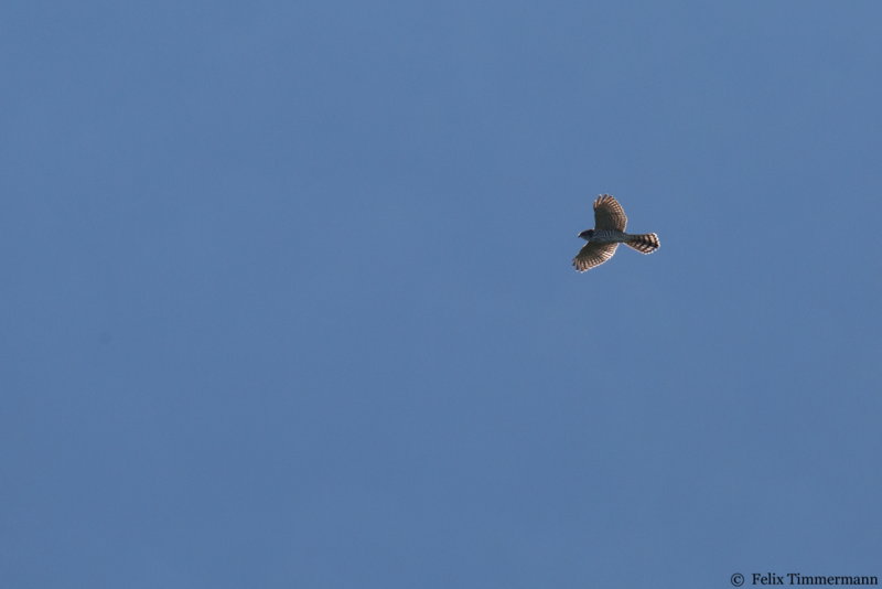 Levant Sparrowhawk