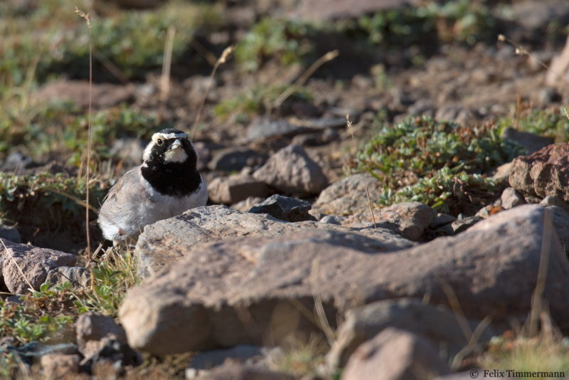 Caucasian Horned Lark