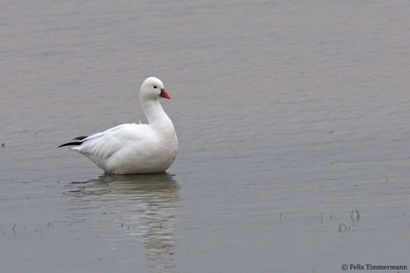 Ross' Goose