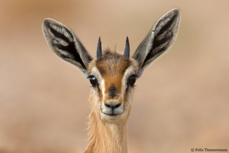 Dorca's Gazelle