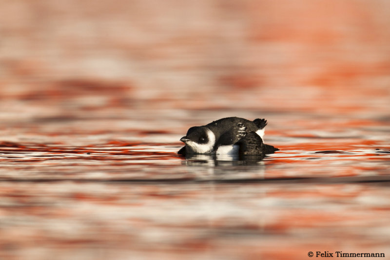 Little Auk