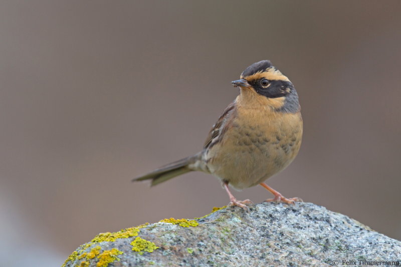 Siberian Accentor