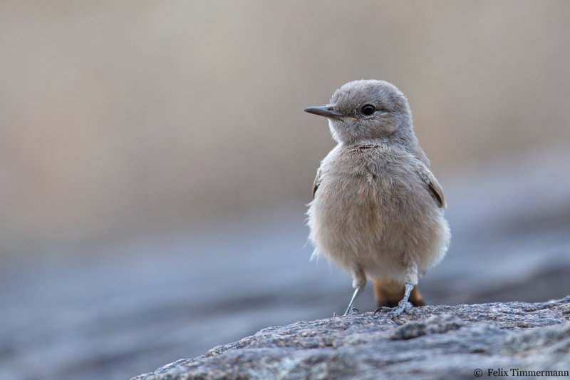 Persian Wheatear