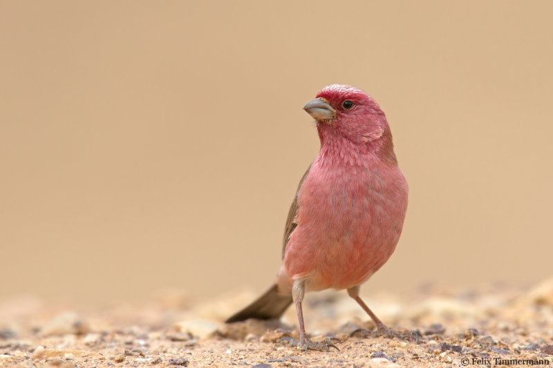 Sinai Rosefinch