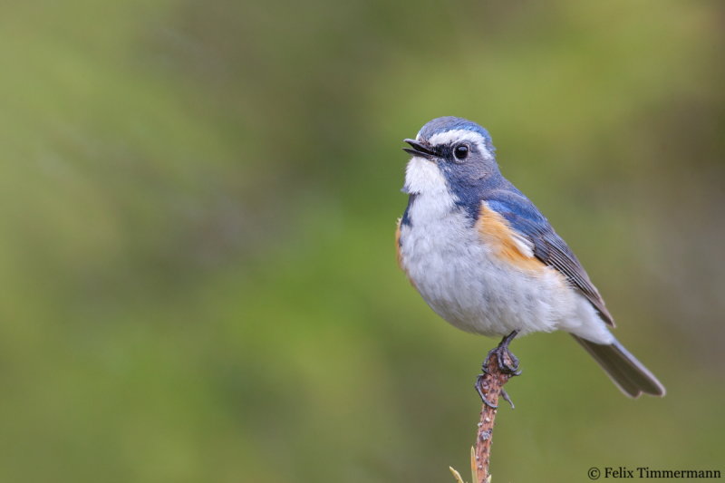 Red-flanked Bluetail