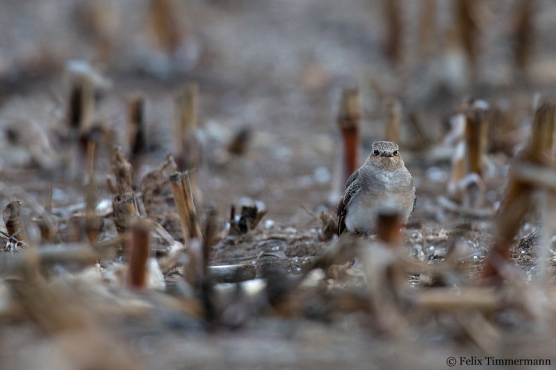 Black-winged Pratincole